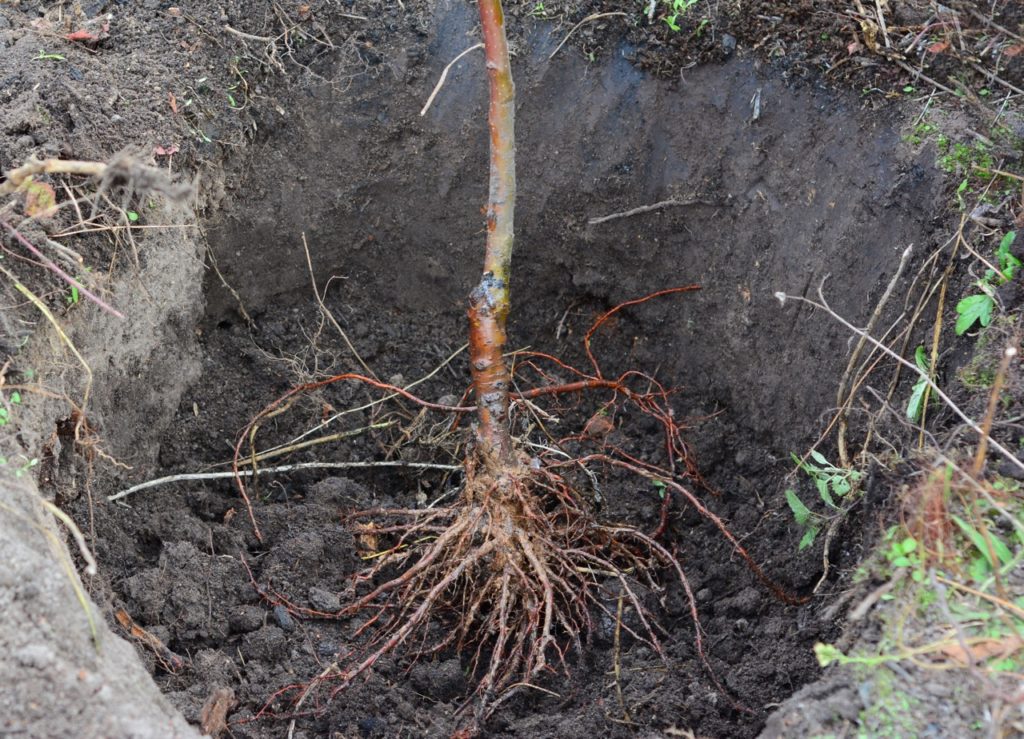 Root Image